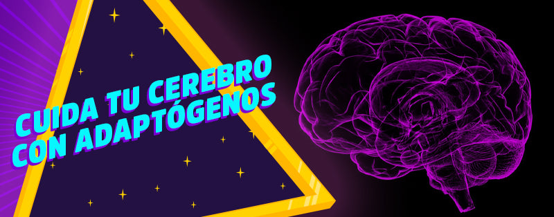 ¿Cómo ayudan los hongos adaptógenos a tu cerebro?